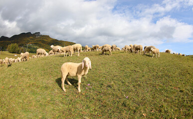 Fototapeta premium lamb of a sheep stands in the middle of a field with many other sheep of the flock on the hill