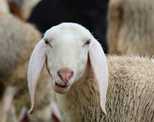 portrait of white sheep with a wool coat and long ears while chewing