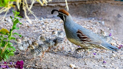 Gambel's quail with a group of chicks walking on sandy ground with plants around. Arizona © Wirestock
