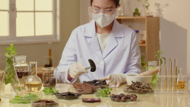 A scientist picks up a black locust pod from a petri dish and observes it in detail, a template video in warm laboratory space, surrounded by glassware that contains various herbs and solutions.