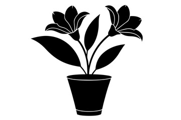 plant in a pot