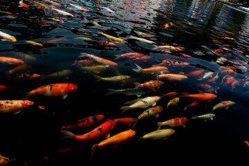 Colorful Koi fish swimming in black pond, Colorful Fancy carp in black pond with Light reflected on the water surface.