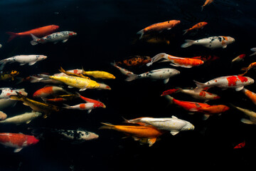 Beautiful Koi fish on black background, Colorful Fancy carps swimming in a black pond.