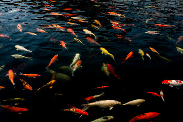 Colorful Koi fish swimming in black pond, Colorful Fancy carp in black pond with Light reflected on the water surface.