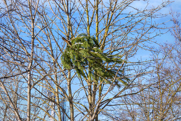 Used Christmas tree was thrown from balcony after holiday and got stuck in branches of tree growing near house. Christmas tree thrown away after winter holidays celebrations. 