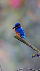 Close-up of a kingfisher