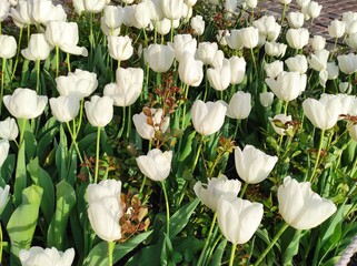 white and red tulips