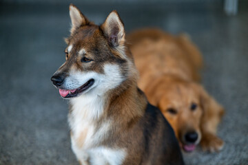 Closeup photo of an adorable dog