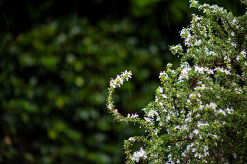ローズマリーの花
