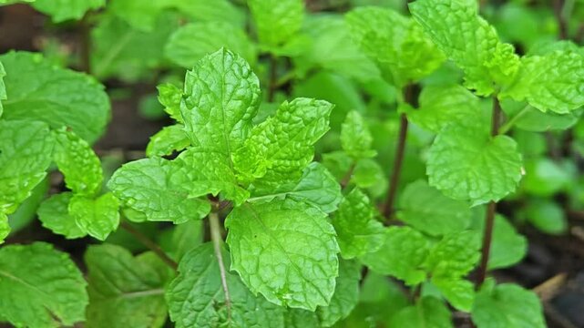fresh mint leaf