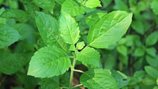  Holy basil leaf