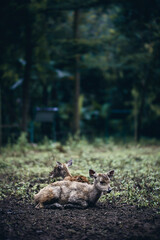 A glimpse of wildlife in Bandung. These majestic deer are a reminder of the natural beauty surrounding us