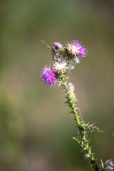 A single purple flower with a few other flowers in the background