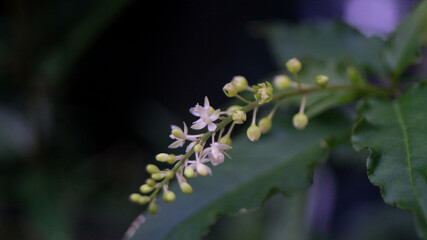 A photograph of Rivina humilis.