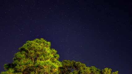 Night October Skies in Orange Beach, Alabama, Moon, Stars, Trees