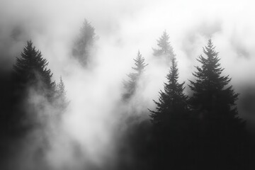 Artistic black and white landscape of a misty forest, Nature, Mystery