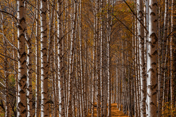 Obraz premium Birch grove on a sunny autumn day