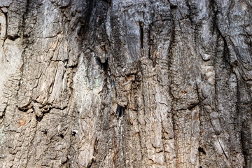 Wood texture. Tree bark. Wooden background.