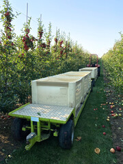 Apples being harvested from orchard in UK in the autumn.