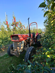 Apples being harvested from orchard in UK in the autumn with vintage tractor