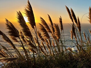 Backlit pampas grass sways against a golden sunset over a serene coastline. Sun rays illuminate...