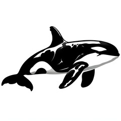 Obraz premium orca whale