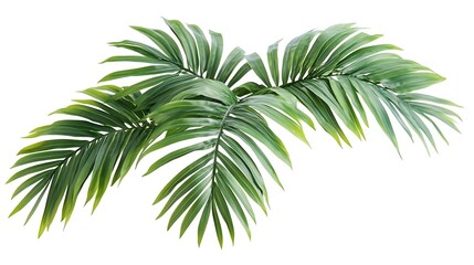 Fototapeta premium Green Branch Isolated on White