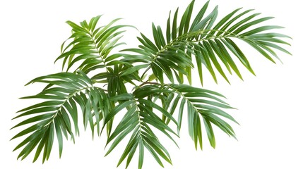 Green Branch Isolated on White