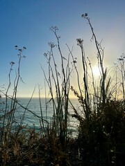 Obraz premium The image captures the sun setting over the ocean, viewed through tall, slender plant stems. The sky is clear, with a gradient from blue to warm hues near the horizon, creating a serene coastal scene.