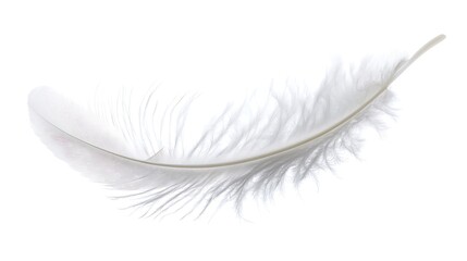 Obraz premium A light gray feather against a white background.