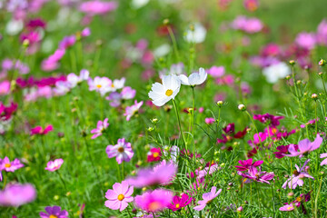 可憐に咲く秋桜