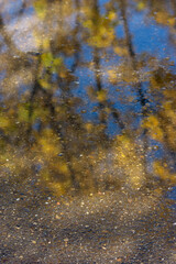 Reflection of an autumn tree in a puddle. Yellow autumn leaves against the blue sky in the reflection of a puddle. Raindrops are visible on the puddle.