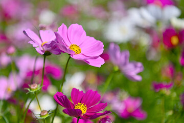 Fototapeta premium コスモス畑に可愛らしい秋桜