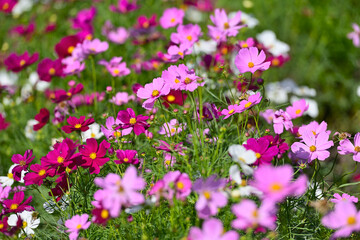 Naklejka premium コスモス畑に可愛らしい秋桜