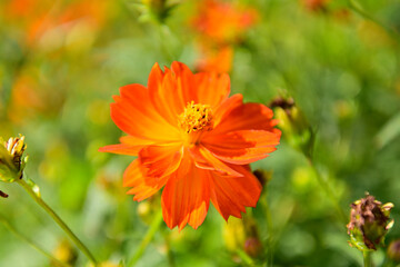 コスモス畑に可愛らしい秋桜