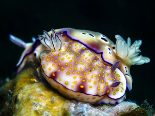 Two nudibranchs from different species mating