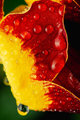 Thunbergia mysorensis, the Mysore trumpetvine or lady's slipper vine, is a species of flowering plant in the family Acanthaceae.