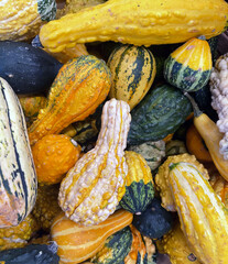 squash