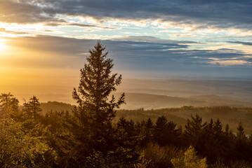 Bäume eines Mischwaldes im orangenem Gegenlicht der unter- oder aufgehenden Sonne
