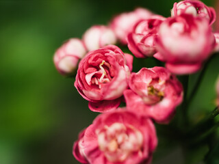 Red flowers in the garden