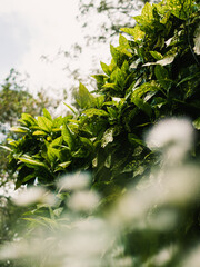 leaves in the forest