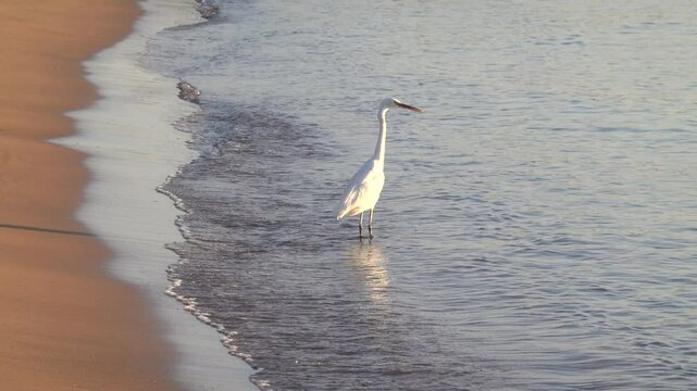 Great egret (Ardea alba), a medium-sized white heron fishing on the sea beach. White heron on the hunt
