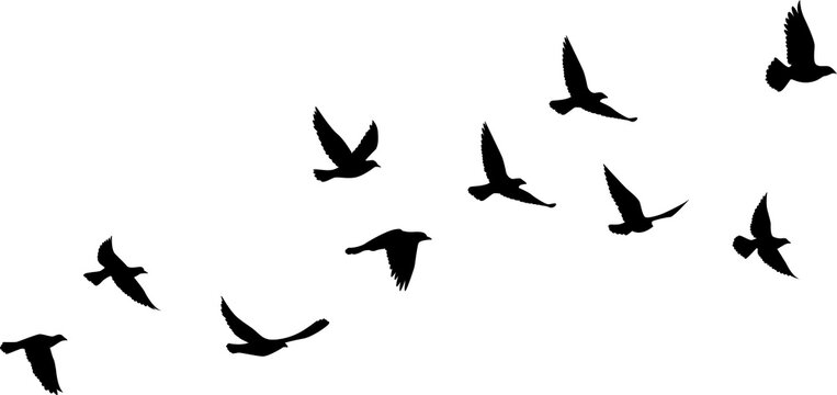 Flying birds silhouettes pattern wallpaper. PNG transparent. isolated bird flying. tattoo design. template for card, package, and wallpaper.