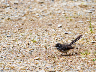 Grey Fantail On Bright Gravel