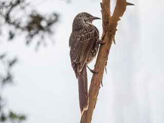 Little Wattlebird Clings To Almost Vertical Branch