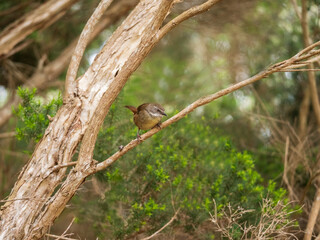  White Browed Scrubwren On Tea Tree Branch