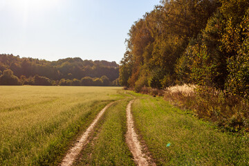 A rolled road track across a field at the edge of a forest in the countryside