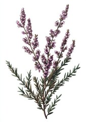 Naklejka premium flower illustration in vintage style art, isolated on white background