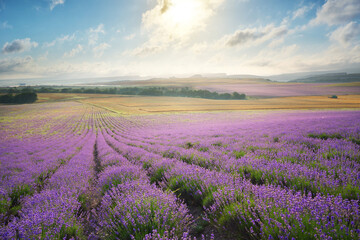 Naklejka premium Meadow of lavender at sunrise.