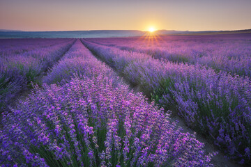 Obraz premium Meadow of lavender at sunrise.
